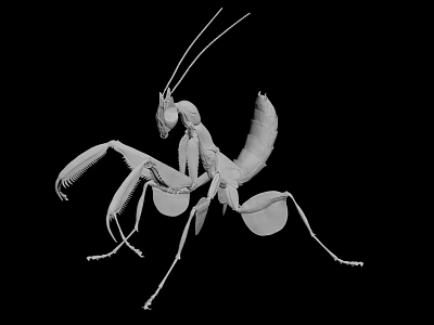 Detailed Black and White Praying Mantis with Wings Isolated on Black Background 3d model Detailed Black and White Praying Mantis with Wings Isolated on Black Background 3d model