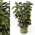 Shiny Dark Green Leaves Garden Decor Piece With Lush Potted Plant In Ceramic Pot