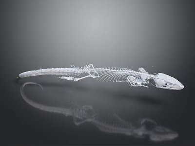 Detailed Transparent Lizard Skeleton on Gray Background with Clear Reflection 3d model