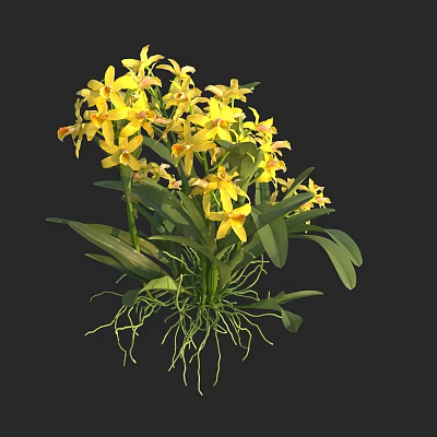 Vibrant Blooming Yellow Orchids with Lush Green Leaves and Exposed Roots 3d model
