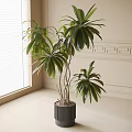Large Potted Plant With Slender Trunks And Green Leaves In Black Striped Pot By Window With Light Walls