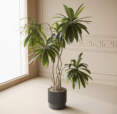 Large Potted Plant With Slender Trunks And Green Leaves In Black Striped Pot By Window With Light Walls 3d model