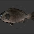 Dark Scaled Fish With Prominent Eyes On Gray Background Showing Reflection