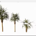 Palm Trees of Different Sizes Standing in a Row with Green Fronds