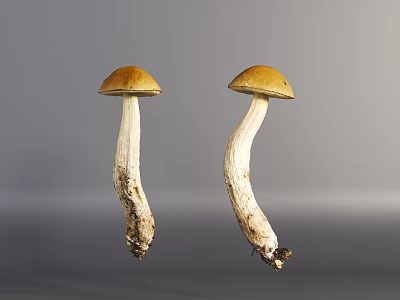 Two Mushrooms With Orange Caps And White Stems On Gray Background 3d model