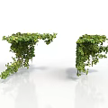 Decorative Green Vines With Lush Foliage For Interior Design On White Background