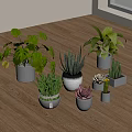 Indoor Different Types Bonsai Potted Plants in Decorative Pots on Wooden Floor