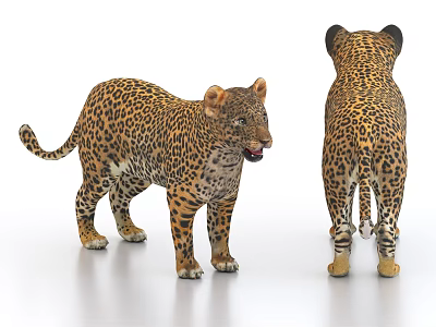 Realistic Leopard 3D Model Showcasing Front And Back Views With Detailed Fur Texture 3d model