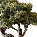 Artistic Bonsai Tree With Twisted Trunk And Lush Green Foliage In Dark Cylindrical Pot
