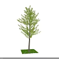 Lush Green Arbor with Dense Foliage and Straight Trunk on Fresh Grass