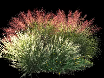 Ornamental Garden Shrubs With Pink Green Foliage Feathery Texture And Small Yellow Flowers 3d model