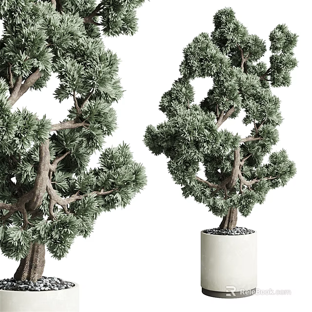 Bonsai Trees with Lush Green Foliage and Elegant Shapes in White Ceramic Pot 3d model 