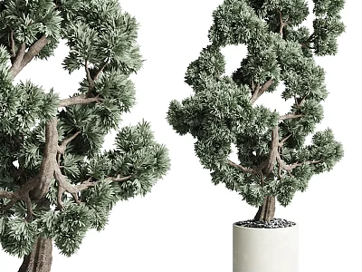 Bonsai Trees with Lush Green Foliage and Elegant Shapes in White Ceramic Pot 3d model