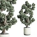 Bonsai Trees with Lush Green Foliage and Elegant Shapes in White Ceramic Pot