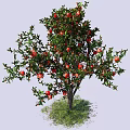 Pomegranate Tree With Lush Green Leaves And Ripe Red Fruits Growing On Grass