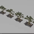 Four Bonsai Trees in Square Pots with Pebbles and Soil on Gray Background