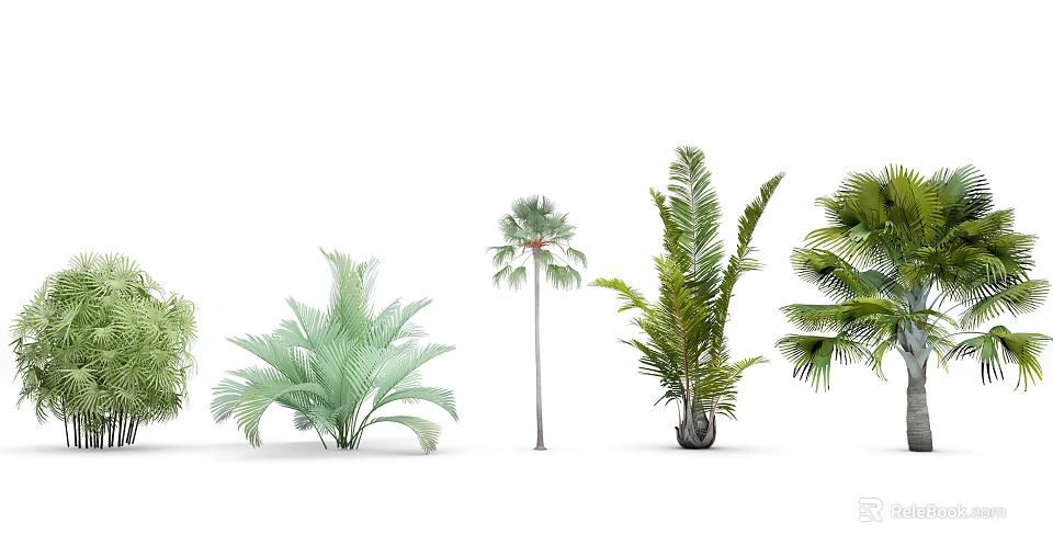 Diverse Arbor Trees with Palm Leaves and Broad Green Foliage in Various Sizes 3d model 