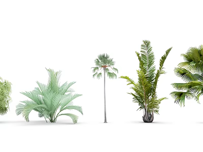 Diverse Arbor Trees with Palm Leaves and Broad Green Foliage in Various Sizes 3d model