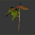 Vibrant Plant with Green and Red Leaves and Fresh Foliage on Dark Background