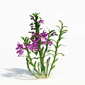 Vibrant Purple Flowers With Green Stems And Lush Leaves Growing