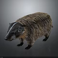 Badger with distinctive brown white striped fur and plump body appearance