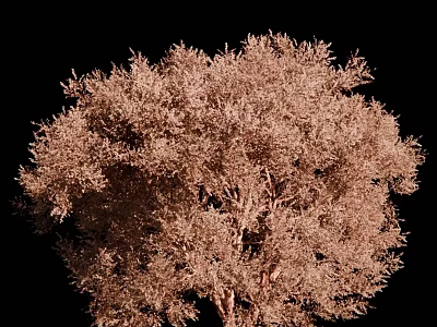 Detailed Brown Tree With Dense Foliage Against Black Background 3D Render 3d model