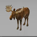 Realistic Brown Moose With Large Antlers Standing On Dark Surface 3d model