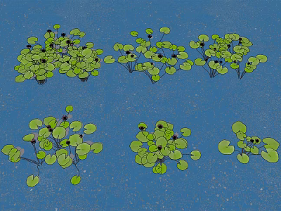 Aquatic Plants With Green Round Leaves And Small Black Fruits Floating On Water 3d model