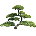 Various Bonsai Trees Collection With Different Shapes And Styles For Garden Design
