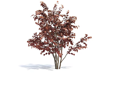Red Leaf Arbor With Multiple Trunks And Lush Foliage In Natural Form 3d model