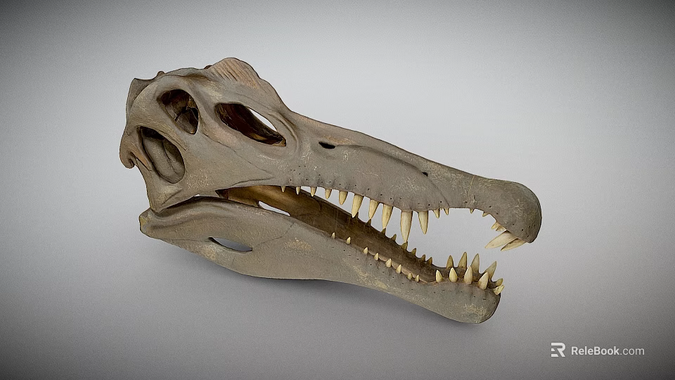 Well Preserved Dinosaur Skull Of Prehistoric Reptile With Sharp Teeth And Bone Structure 3d model 