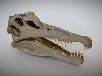 Well Preserved Dinosaur Skull Of Prehistoric Reptile With Sharp Teeth And Bone Structure 3d model