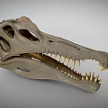 Well Preserved Dinosaur Skull Of Prehistoric Reptile With Sharp Teeth And Bone Structure