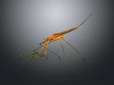 Praying Mantis With Orange Body Green Forelegs And Long Slender Legs Against Gray Gradient Background 3d model