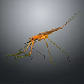 Praying Mantis With Orange Body Green Forelegs And Long Slender Legs Against Gray Gradient Background