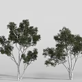 Two Tall Trees with White Trunks and Lush Green Foliage in Natural Growth