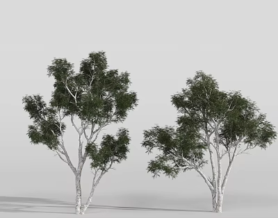Two Tall Trees with White Trunks and Lush Green Foliage in Natural Growth 3d model