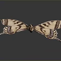 Striped Tailed Butterfly With Brown And White Wings On Dark Background