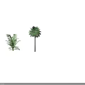 Lush Green Palm Trees With Feathery Leaves And Tall Rounded Crown Structure
