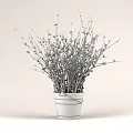 Bonsai Potted Plant in Metal Bucket with White Fluffy Buds and New Shoots