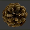 Natural Pine Cone Decorative Household Item For Home Living Room Decor