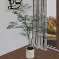 Elegant Indoor Green Plant in White Planter by Window with Curtain and Wooden Floor