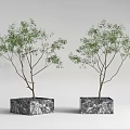 Two Bonsai Plants in Square Marble Textured Pots with White Background 3d model
