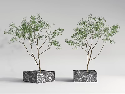 Two Bonsai Plants in Square Marble Textured Pots with White Background 3d model