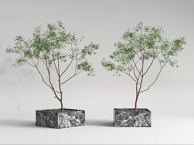 Modern potted plant potted tree 3d model