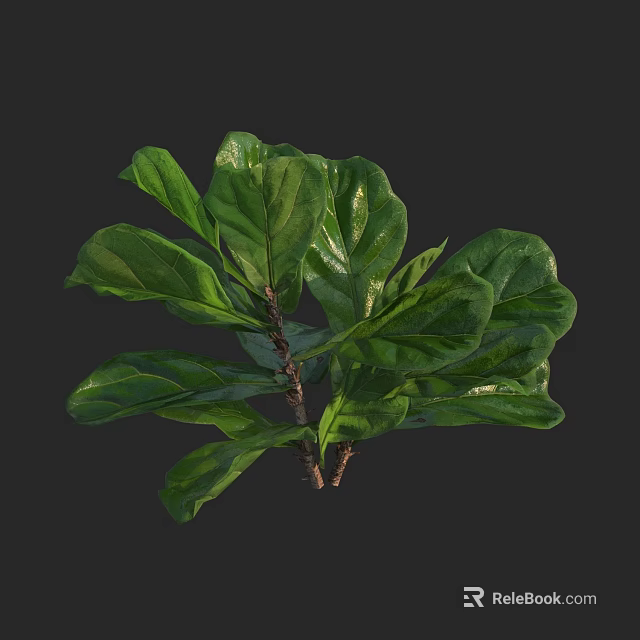 Lush Green Plant With Large Glossy Leaves And Slender Stems 3d model 