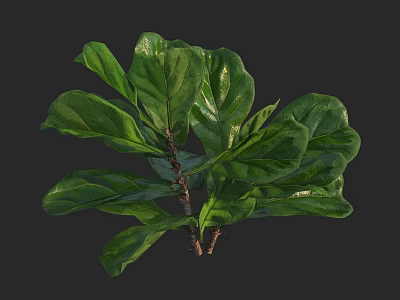 Lush Green Plant With Large Glossy Leaves And Slender Stems 3d model