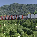 Scenic Tea Garden Landscape With Trimmed Bushes Distant Mountains Red Buildings And Glass Structures