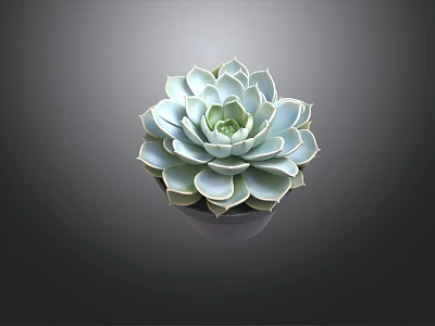Succulent Plant Featuring Rosette Shape Light Green Leaves And White Edges In Black Pot 3d model