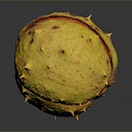 Fresh Edible Chestnut With Spiky Yellow Shell And Red Spots Split Open